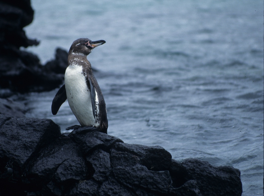 Pingüino de Galápagos
