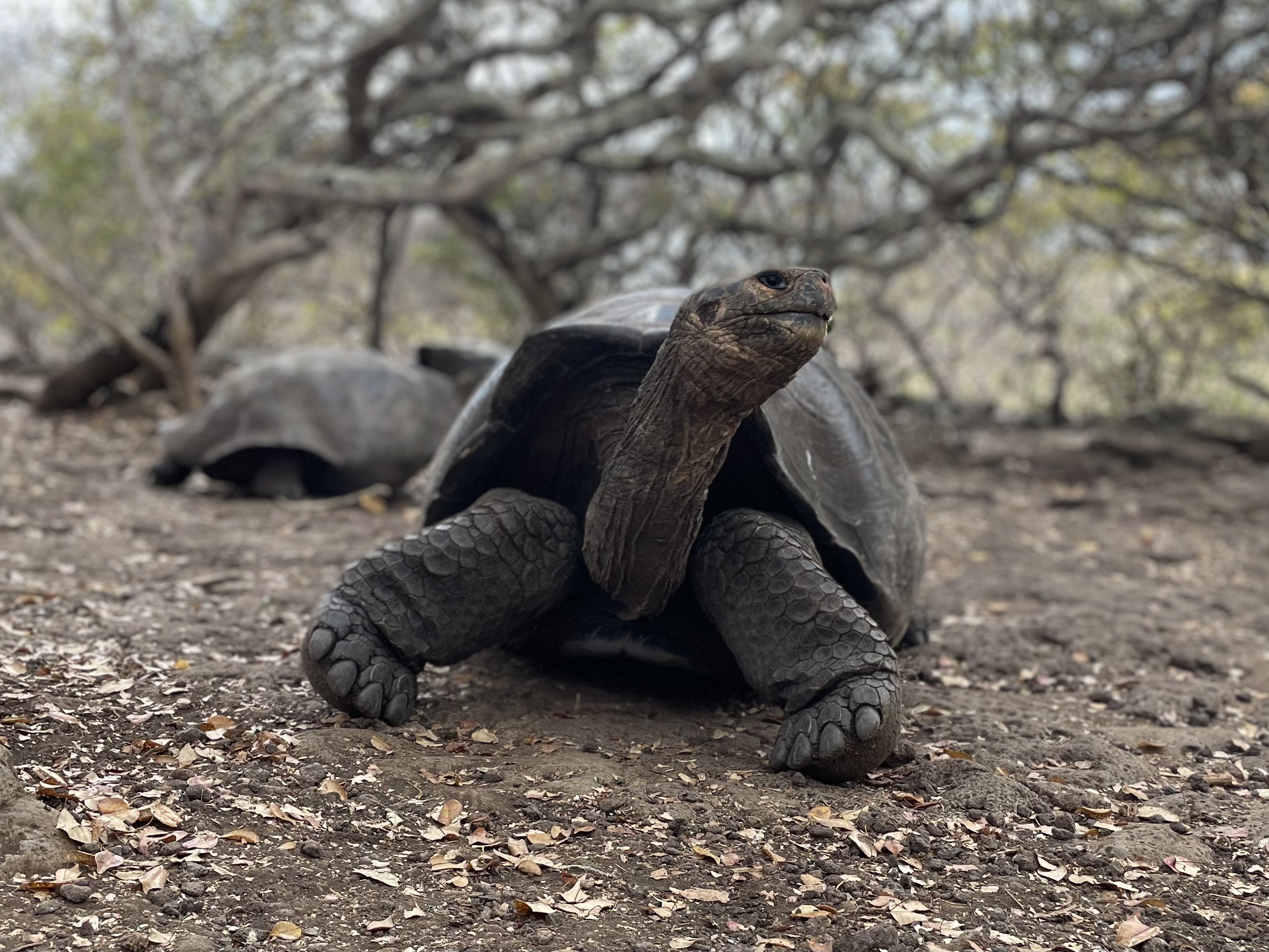 Tortuga gigante de Galápagos